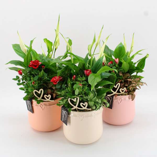 Picture of VALENTINE'S DAY ARRANGEMENT 03PP  IN CERAMIC