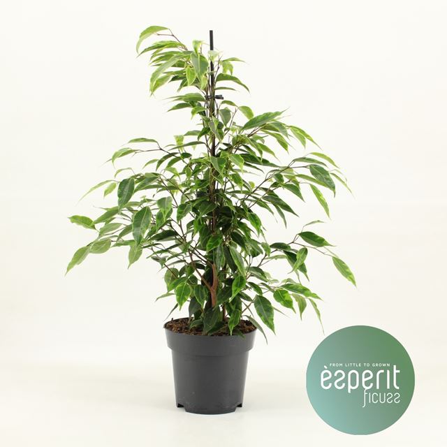 Picture of FICUS BENJAMINA ANASTASIA