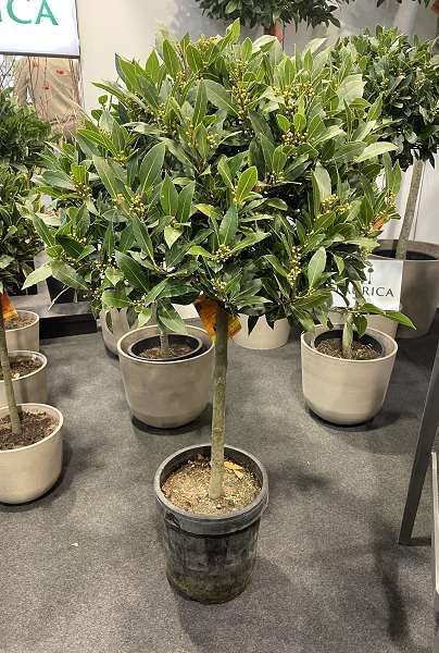 Picture of LAURUS NOBILIS 1/4 STEM 55-60CM HEAD