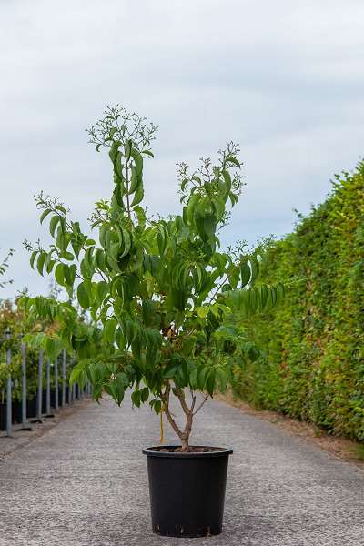 Picture of HEPTACODIUM MICONIOIDES NOBLE