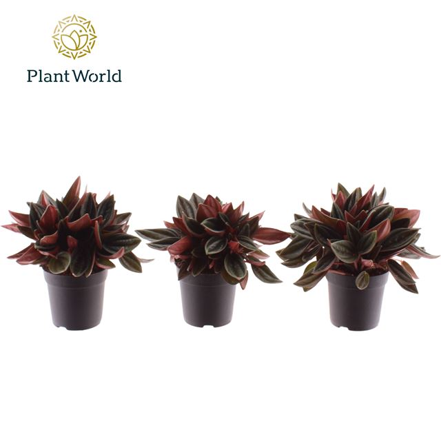 Picture of Peperomia rosso