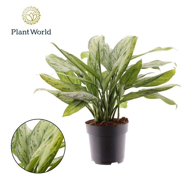 Picture of Aglaonema silver queen
