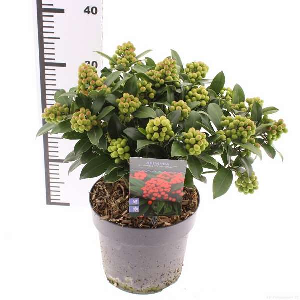 Picture of Skimmia japonica temptation