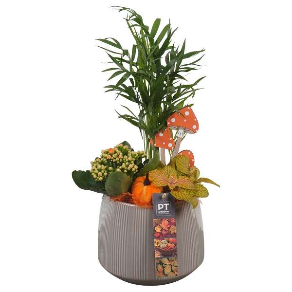 Picture of AUTUMN ARRANGEMENT INDOOR 03PP IN CERAMIC
