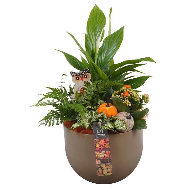 Picture of AUTUMN ARRANGEMENT INDOOR 04PP IN CERAMIC