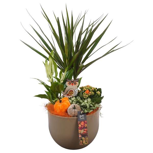 Picture of PTHI5539 ARRANGEMENT HERFST INDOOR IN KERAMIEK SCH