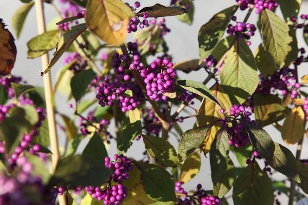 Picture of CALLICARPA BODINIERI PROFUSION