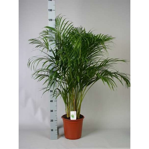 Picture of DYPSIS LUTESCENS
