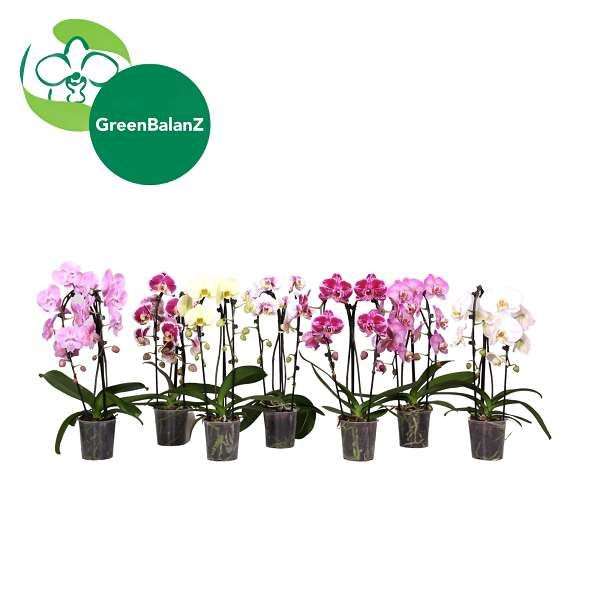 Picture of Phalaenopsis 02-stem cascade mix
