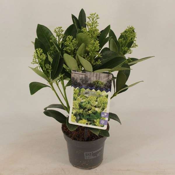 Picture of SKIMMIA JAPONICA FINCHEY 05+FL