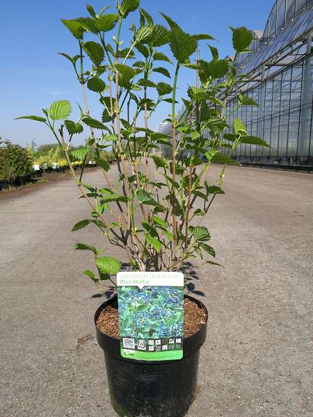 Picture of Viburnum dentatum blue muffin