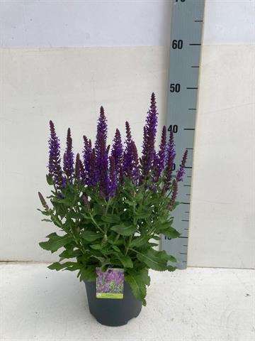 Picture of Salvia nemorosa superba bleu