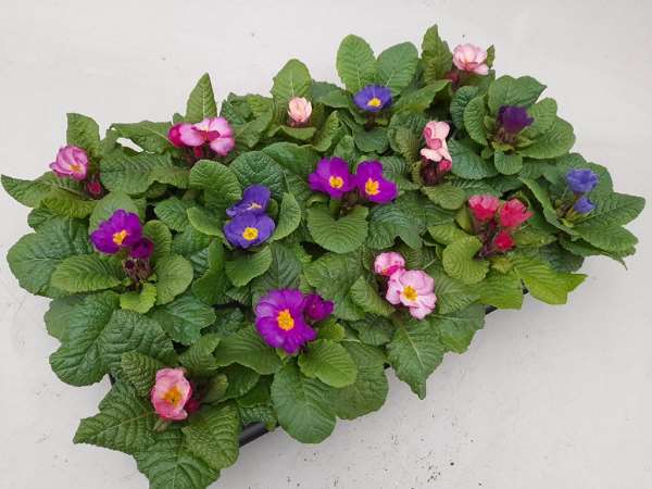 Picture of Primula acaulis provence mix