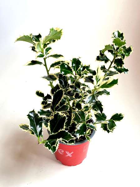 Picture of ILEX ARGENTEA MARGINATA