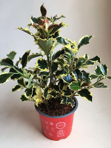 Picture of ILEX ARGENTEA MARGINATA