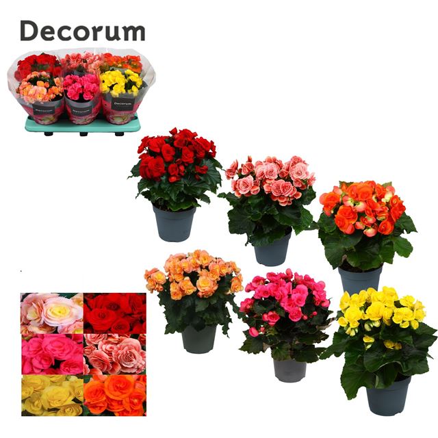 Picture of Begonia mix