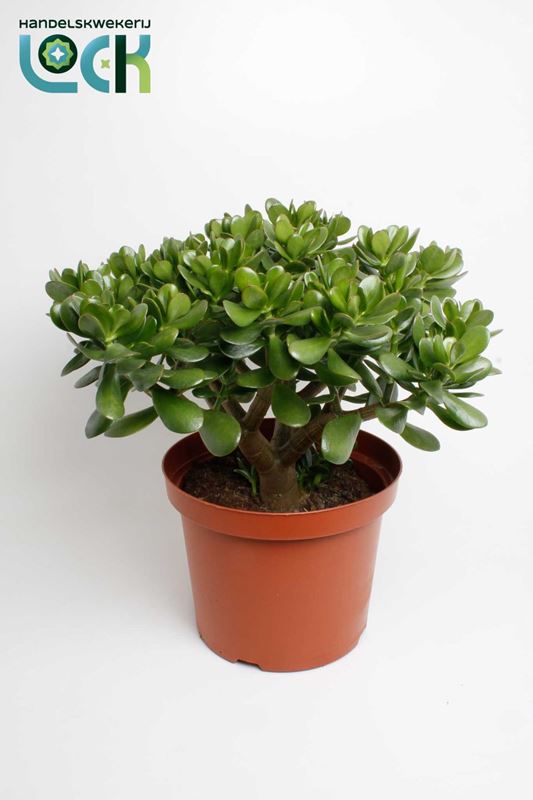 Picture of Crassula ovata