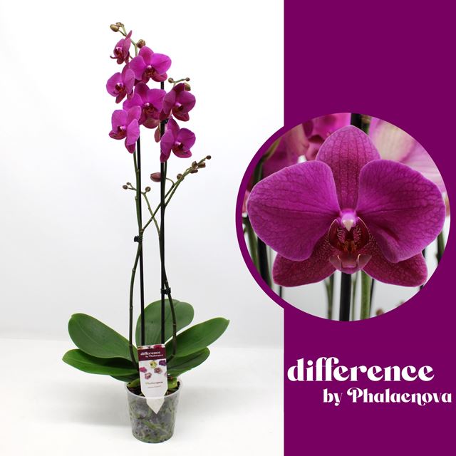 Picture of PHALAENOPSIS 02-STEM VIVALDI