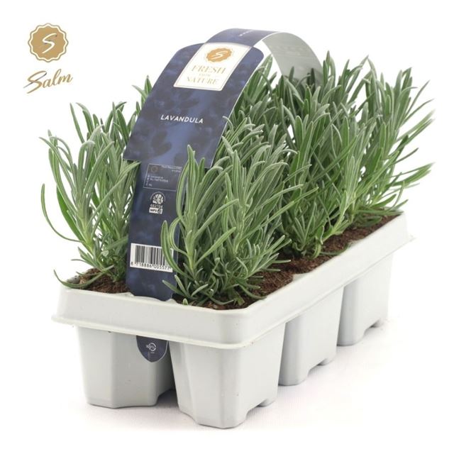 Picture of Lavandula angustifolia 06-pack