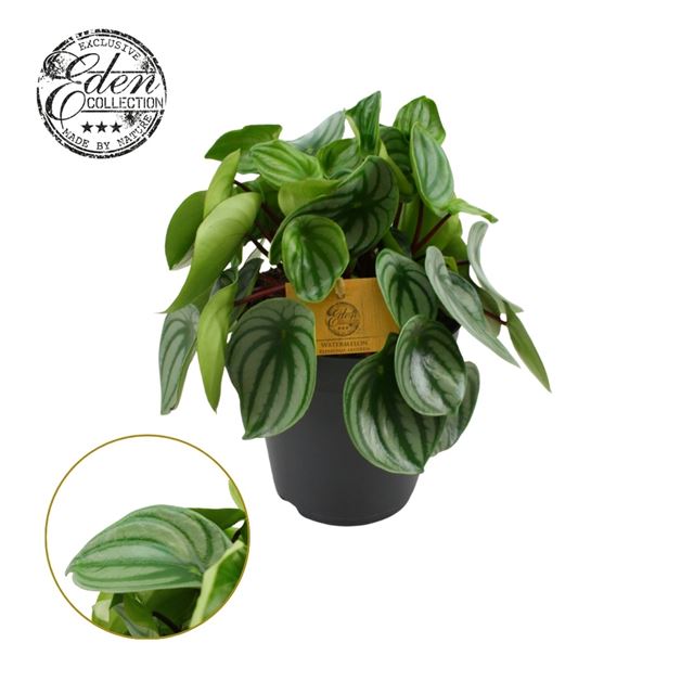 Picture of PEPEROMIA ARGYREIA