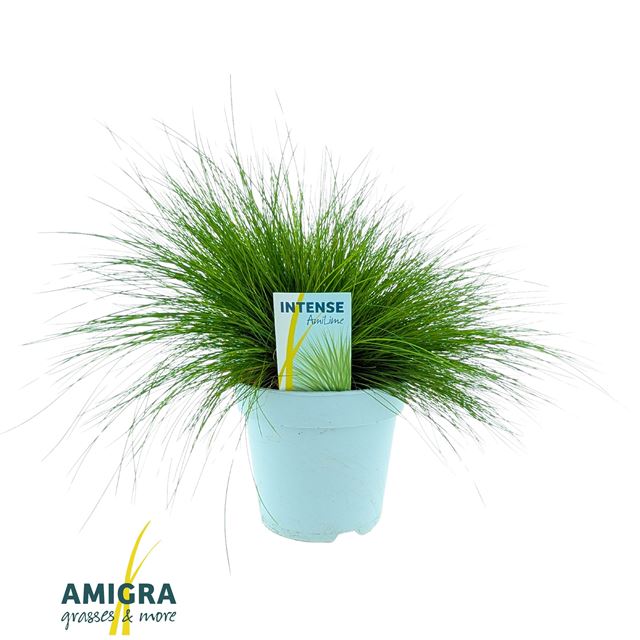 Picture of Deschampsia flexuosa amilime