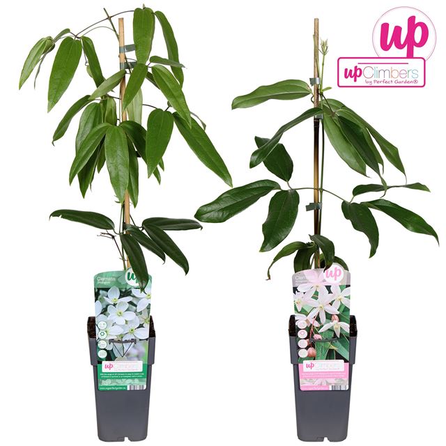 Picture of Clematis evergreen mixtray