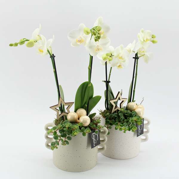 Picture of PHALAENOPSIS ARRANGEMENT 02PP IN CERAMIC