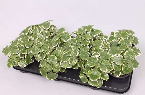 Picture of PLECTRANTHUS COLEOIDES