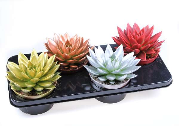 Picture of Echeveria miranda diyed mix