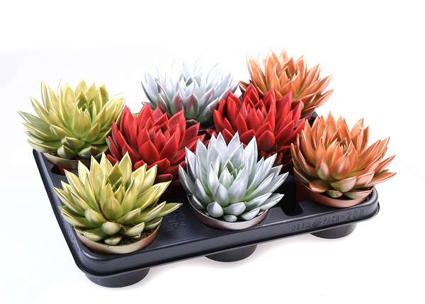 Picture of Echeveria miranda diyed mix