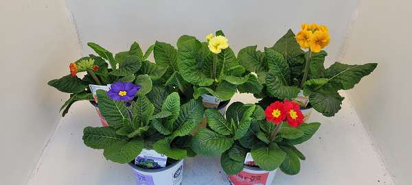 Picture of PRIMULA ELATIOR INARA MIX