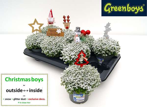 Picture of HEBE CHRISTMASBOYS EXCLUSIVE (SNOW+XMAS DECO)