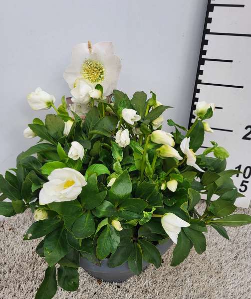 Picture of HELLEBORUS NIGER WINTERSUN BOWL XXL