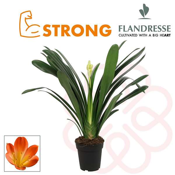 Picture of CLIVIA STRONG ORANGE