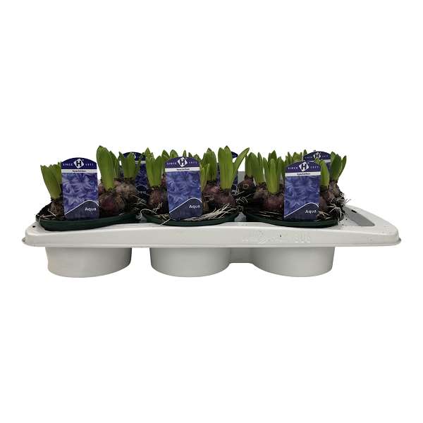 Picture of HYACINTHUS 05BULBS BLUE