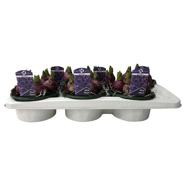 Picture of HYACINTHUS 05BULBS BLUE