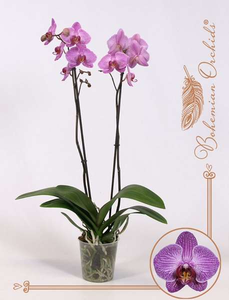 Picture of PHALAENOPSIS 02-STEM SONATE