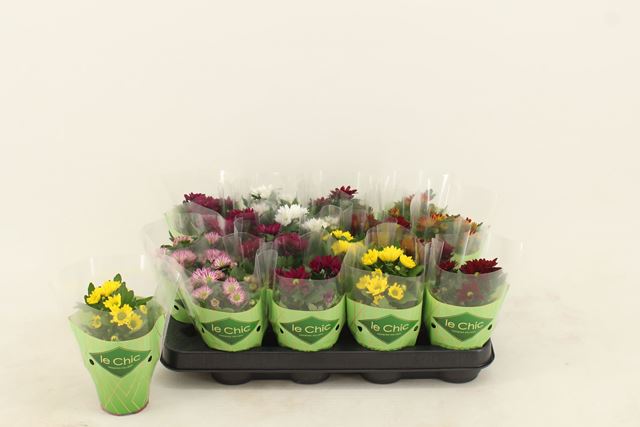Picture of Chrysanthemum swifty mix