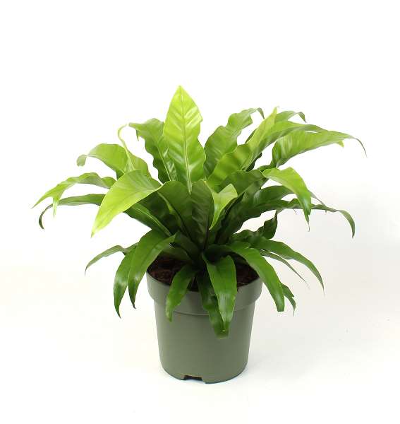 Picture of ASPLENIUM ANTIQUUM