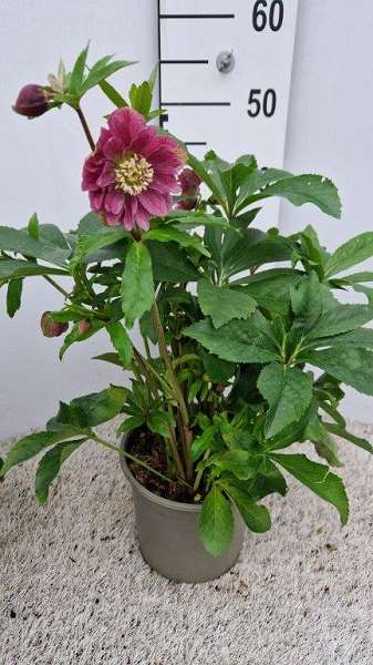 Picture of HELLEBORUS ORIENTALIS VIV CATHARINA