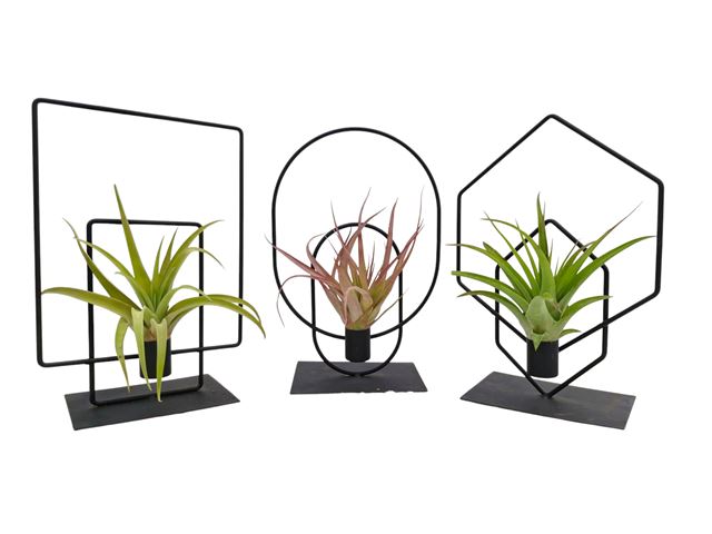 Picture of TILLANDSIA FRAME MIX