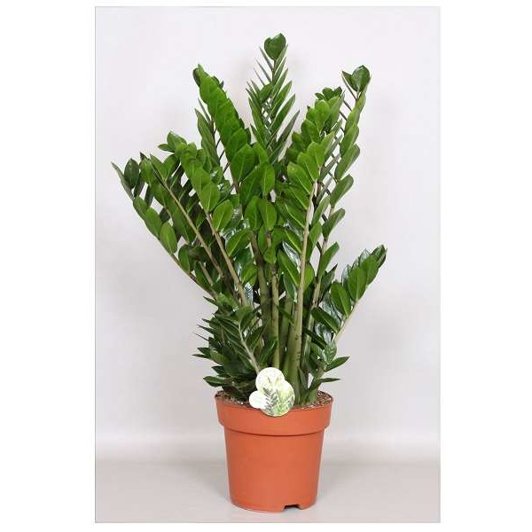 Picture of ZAMIOCULCAS ZAMIIFOLIA