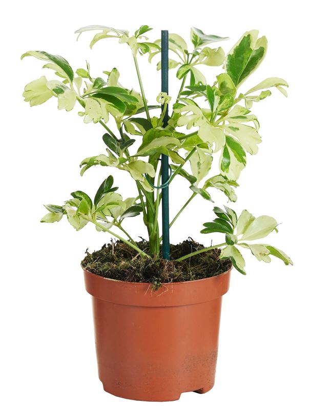 Picture of Schefflera arboricola jeanine