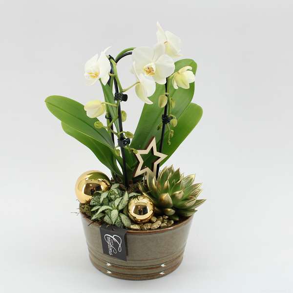 Picture of PHALAENOPSIS ARRANGEMENT 03PP IN CERAMIC