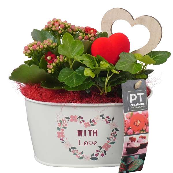 Picture of VALENTINE'S DAY ARRANGEMENT 02PP  IN METAL POT