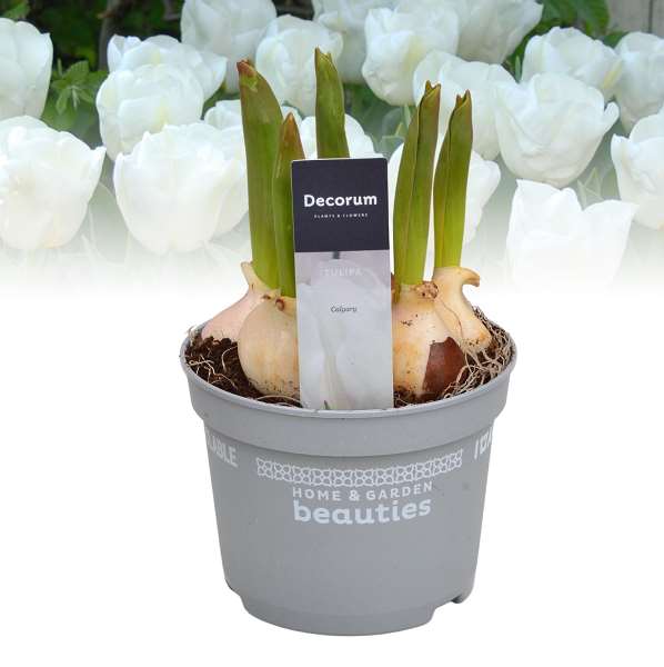 Picture of Tulipa calgary