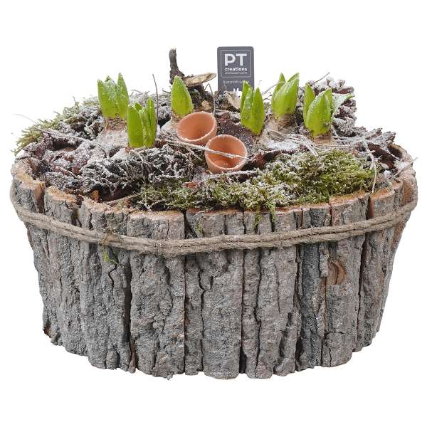 Picture of WINTER HYACINTHUS ARRANGEMENT IN WOODEN BOX