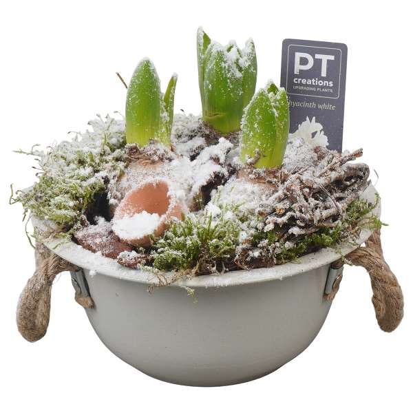 Picture of WINTER HYACINTHUS ARRANGEMENT IN ZINC