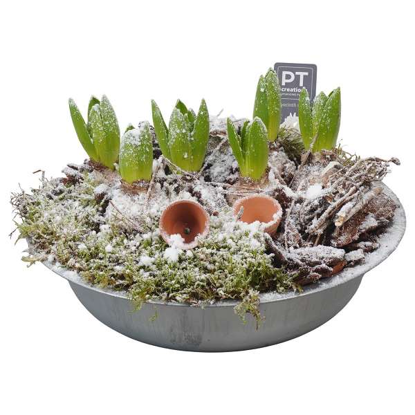 Picture of WINTER HYACINTHUS ARRANGEMENT IN ZINC