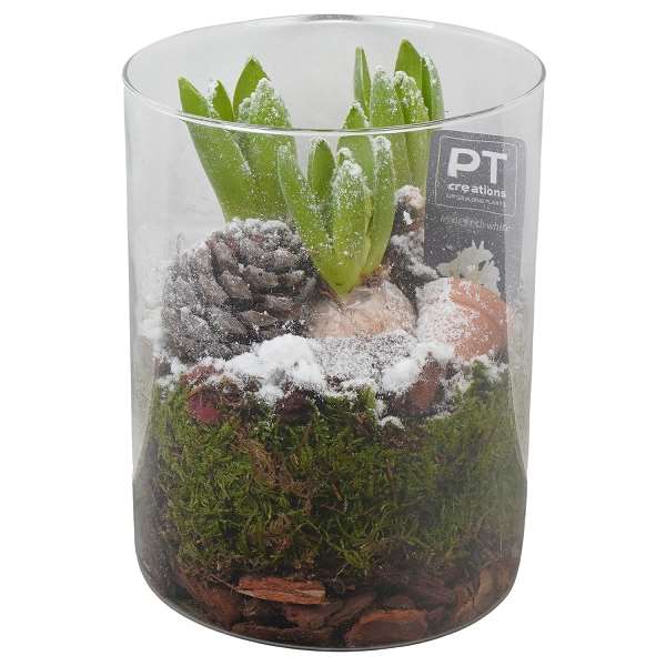 Picture of WINTER HYACINTHUS ARRANGEMENT IN GLASS